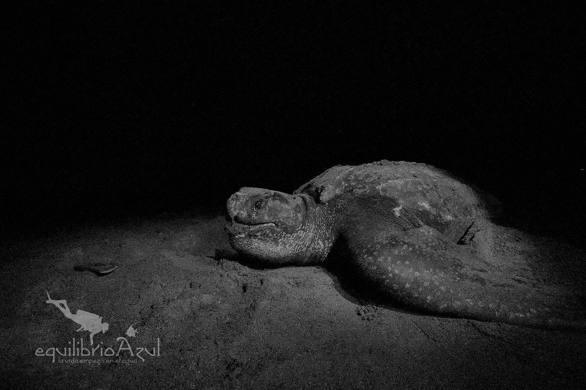 Equilibrio Azul tweet media