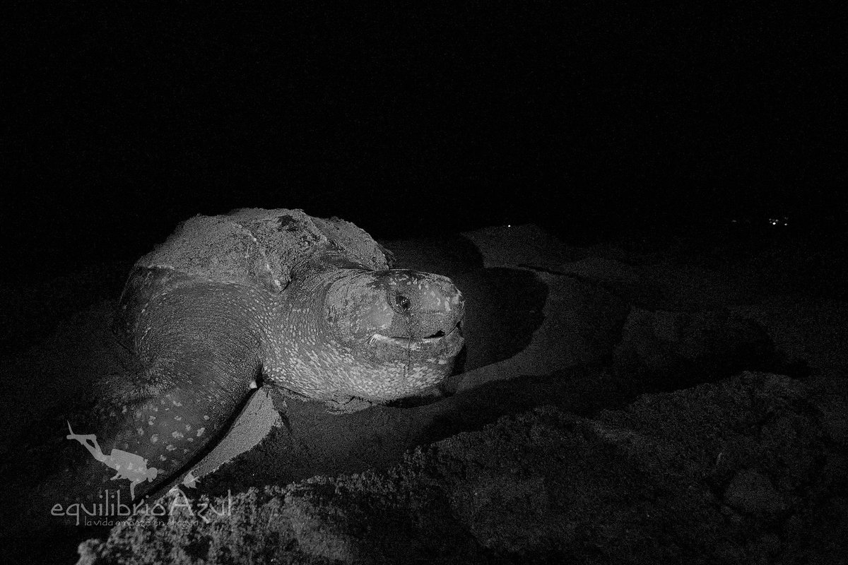 Equilibrio Azul tweet media