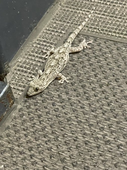 今年初のこんにちは野生の大人やもりさん🦎 https://t.co/YpttLXQKbU