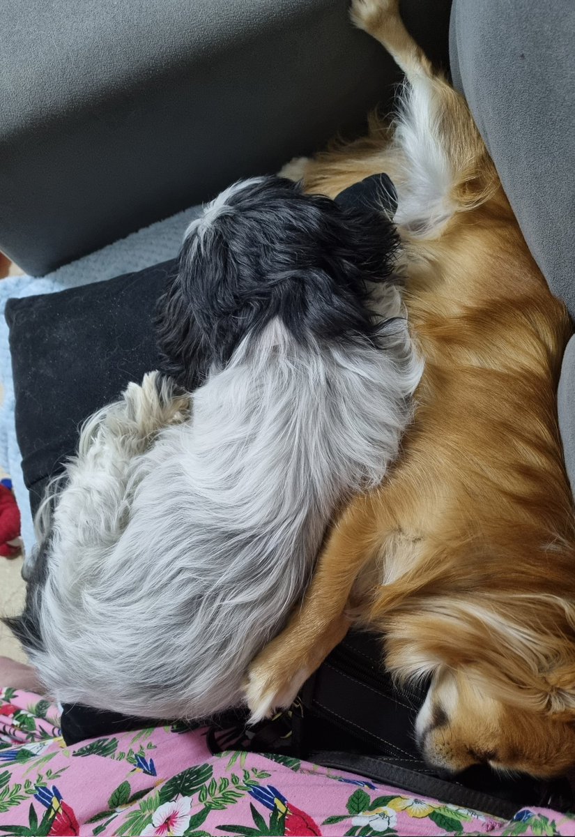 furry4pawsshop's tweet image. Sophie and Foxy after a very hard day walking down the beach and back