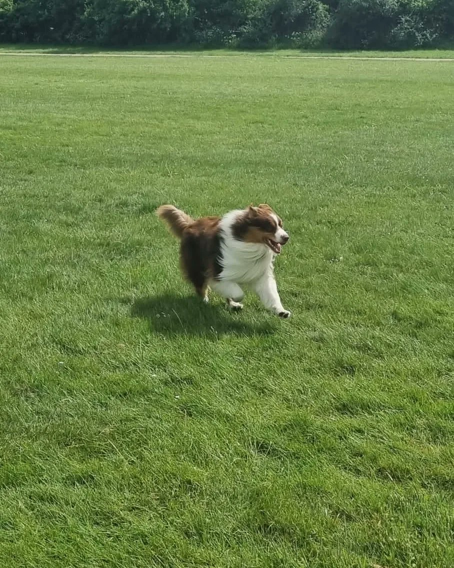 Glad to be having nice weather on the weekends now. Dogs are definitely enjoying the walks. #Dog #dogs #dogsoftwitter #weekend