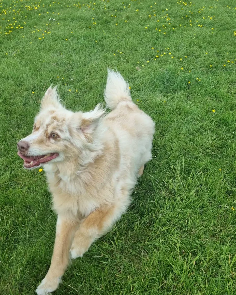 Yoshifan98's tweet photo. Glad to be having nice weather on the weekends now. Dogs are definitely enjoying the walks. #Dog #dogs #dogsoftwitter #weekend https://t.co/oCPWTUt57D