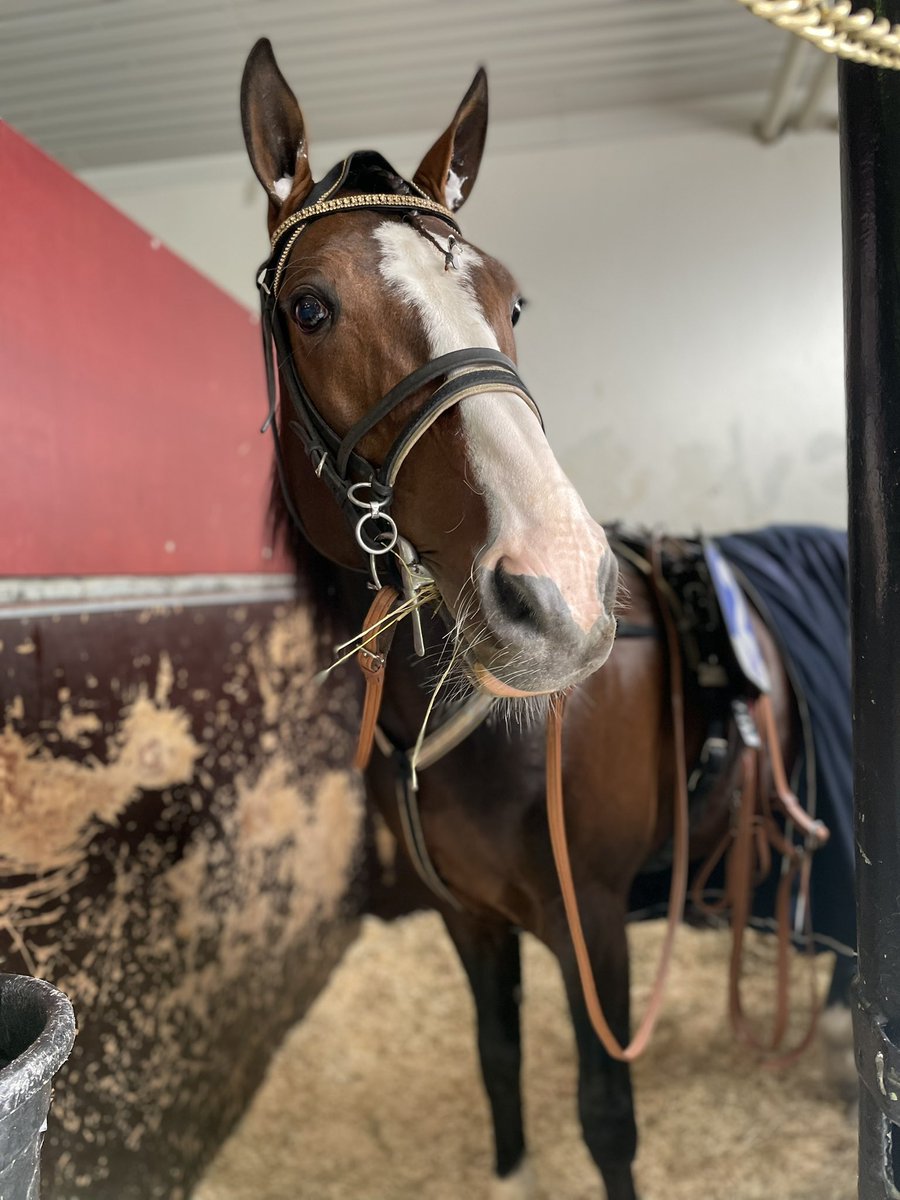 MathildaLvgren's tweet photo. Aldrig varit så besviken efter ett lopp som idag. Men, jag fick värma framför E-läktaren under Elitloppshelgen med min hjärtehäst. Fick gåshud &amp; blev rörd till tårar när jag körde förbi. Fan va fina ni är, tack travpubliken för det. Vi kommer igen ❤️ #elitloppet2022 https://t.co/MUzzB4JsqB