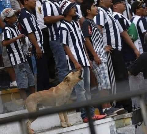 CavoRayado's tweet photo. ¡Con bombo, banderas y mi perro yo vengo a la canchaaaaaa…!!!
🔵⚪️🔵⚪️🔵
@Rayados #PerrosRayados 
@DiloConPerritos https://t.co/33TVtpsKnQ