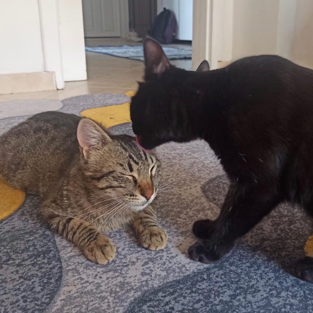 ANKARA - Acil yuva arıyoruz lütfen paylaşın. 
Geçici yuva şehir dışına çıkıyor sadece 3 günümüz kaldı, her yerimiz dolur ve aylardır bu çocukları kimse sormuyor. Lütfen her yer yavru ilanıyken şansı daha düşük olan terk edilen bu çocuklara öncelik verin, dişiyi kısırlaştıracağız.