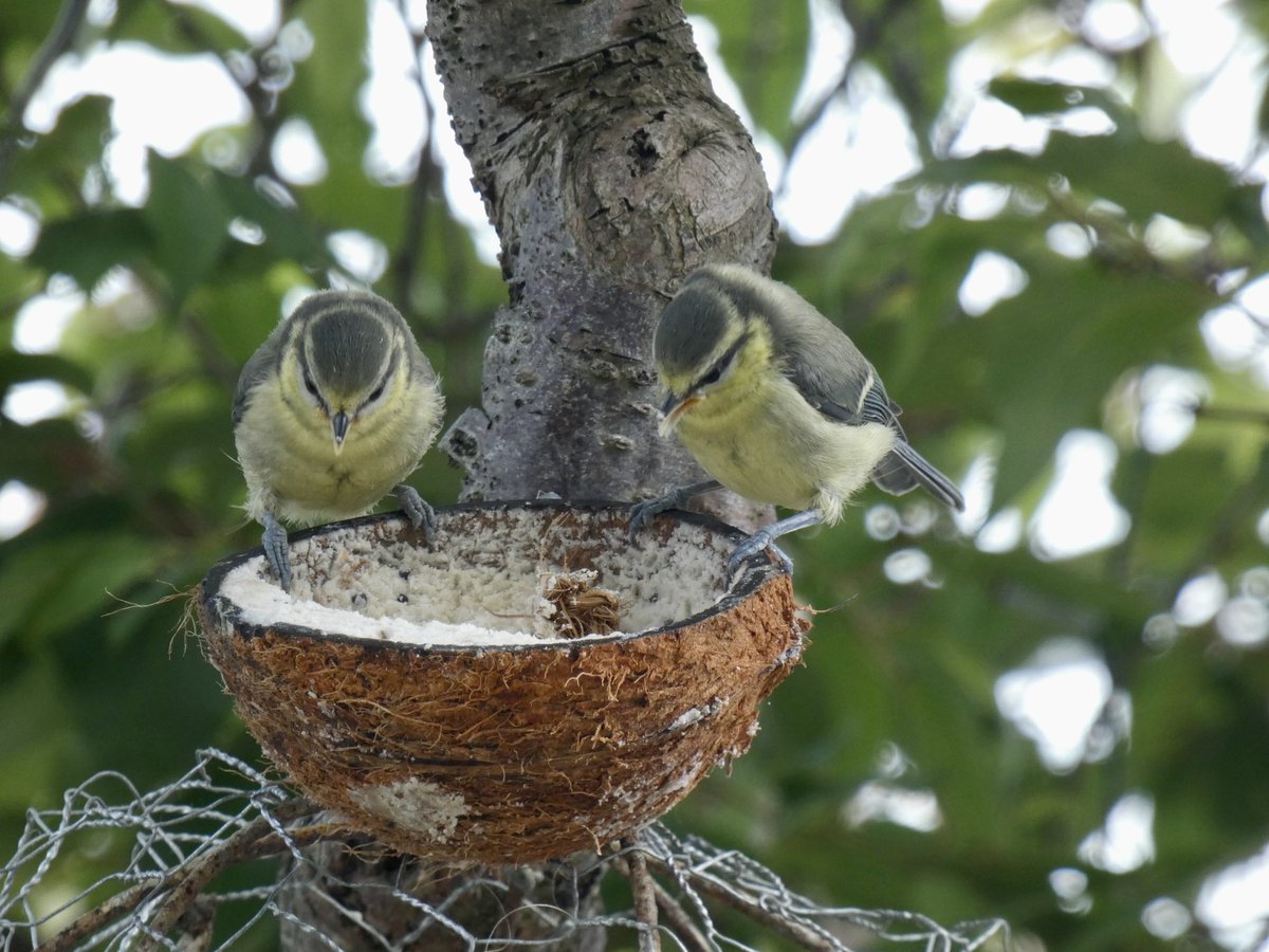 Itsinthestars76's tweet photo. My baby blue tits left our nesting box when we were on holiday but they still come back for dinner @RSPBbirders @DorsetBirdClub @BTO_GBW https://t.co/2cmkmKbQjR