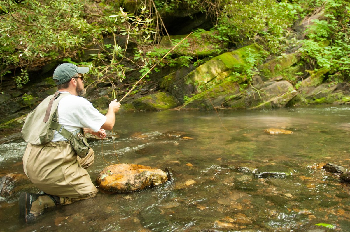 N.C. Wildlife tweet media