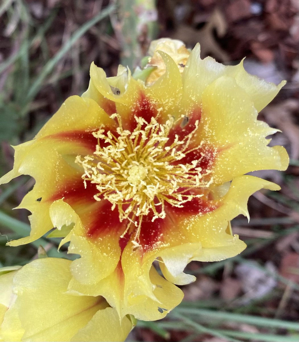 SHFOXSH's tweet photo. 🥰 🔥 much pollen though 🤧. Also no touchy, got prickles 🤕 just looking! #cacus #cactusflower #pricklypear #pretty #yummy #ouchy https://t.co/a0zL5v7GWL