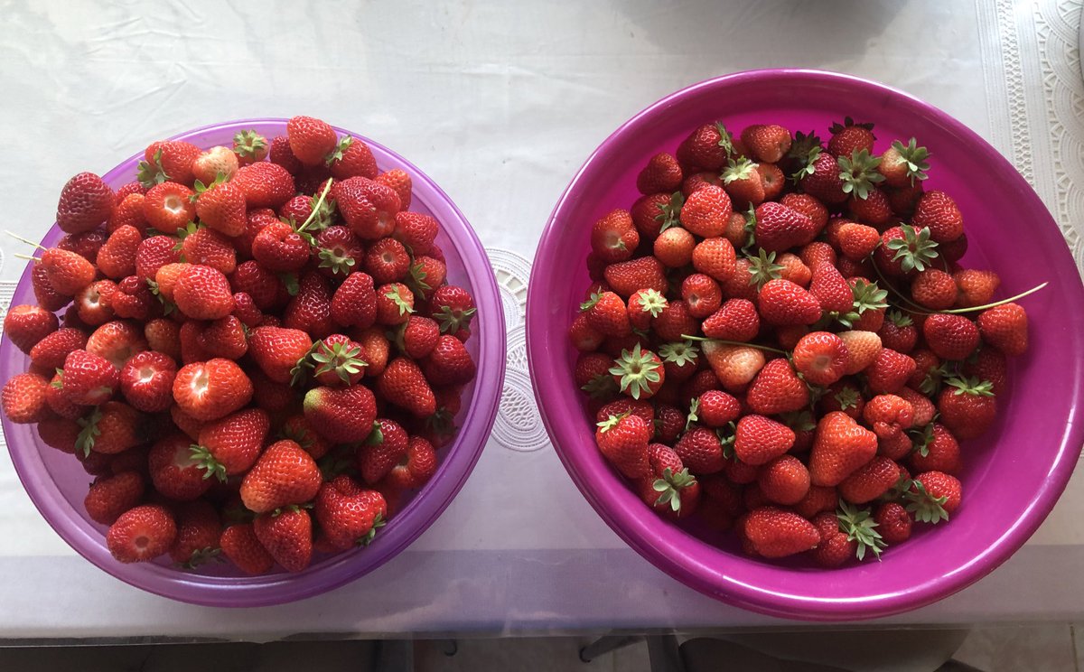 Zehraglr06's tweet photo. Bahçemizin ilk çilek mahsulü 🍓 https://t.co/NgmhvCh3XR