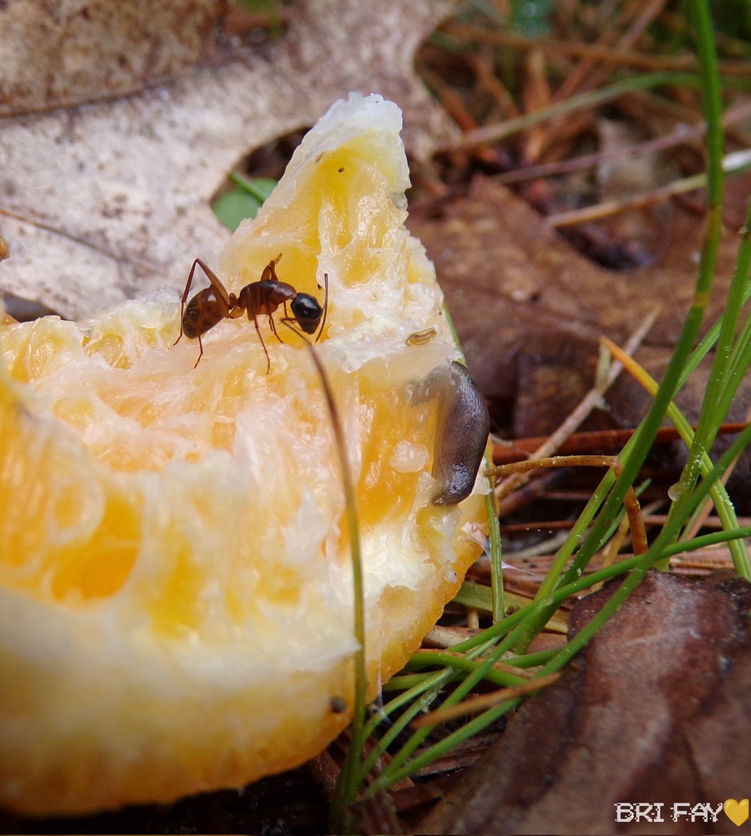 bri_fay4's tweet photo. A #sugarant on a #Orange sharing with a #slug #photography https://t.co/txioBvs46C