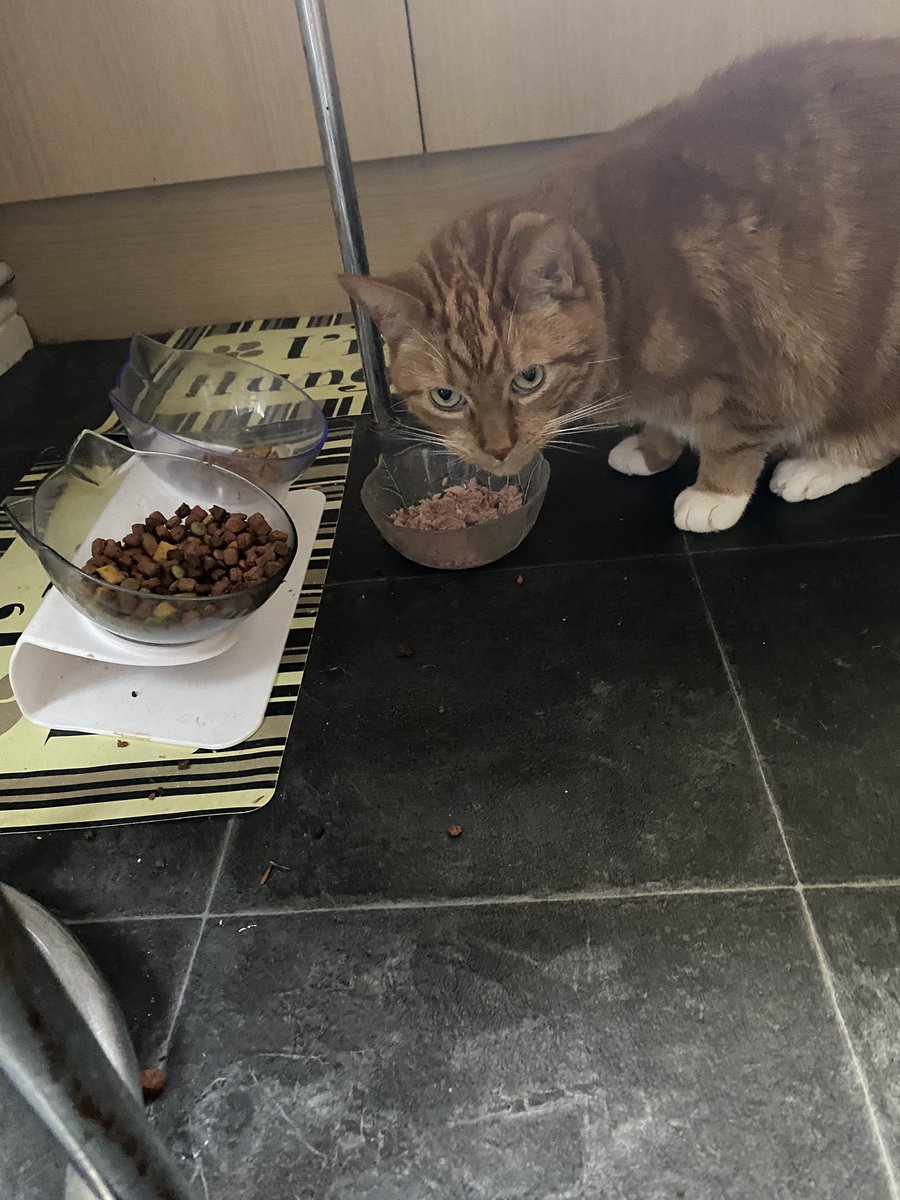 It’s my 11th Birthday!!!! 🎉🎈🎂🎁 this is not the most glamorous pic, because I had to be persuaded to look up from my bowl of tuna!  But I have just woken up and I love tuna!! 💖💕