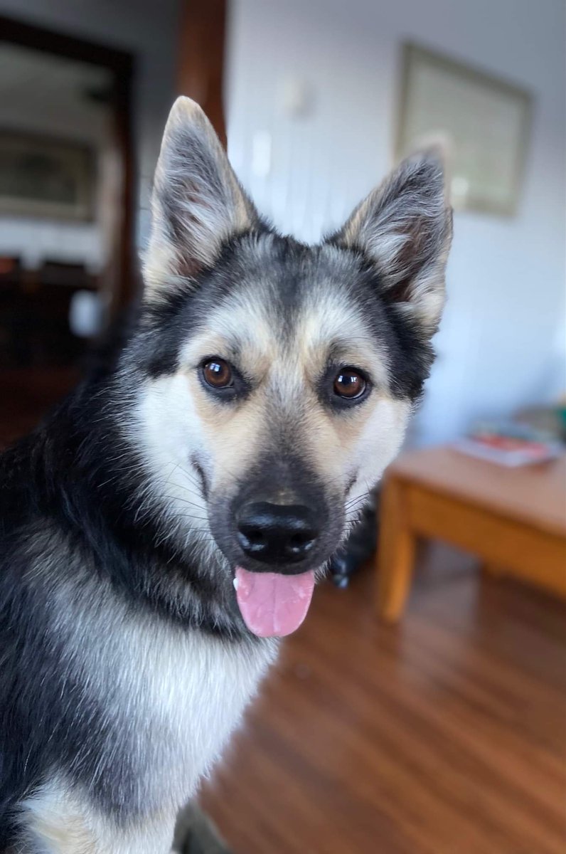 🎉ZUKO HAS BEEN FOUND🎉