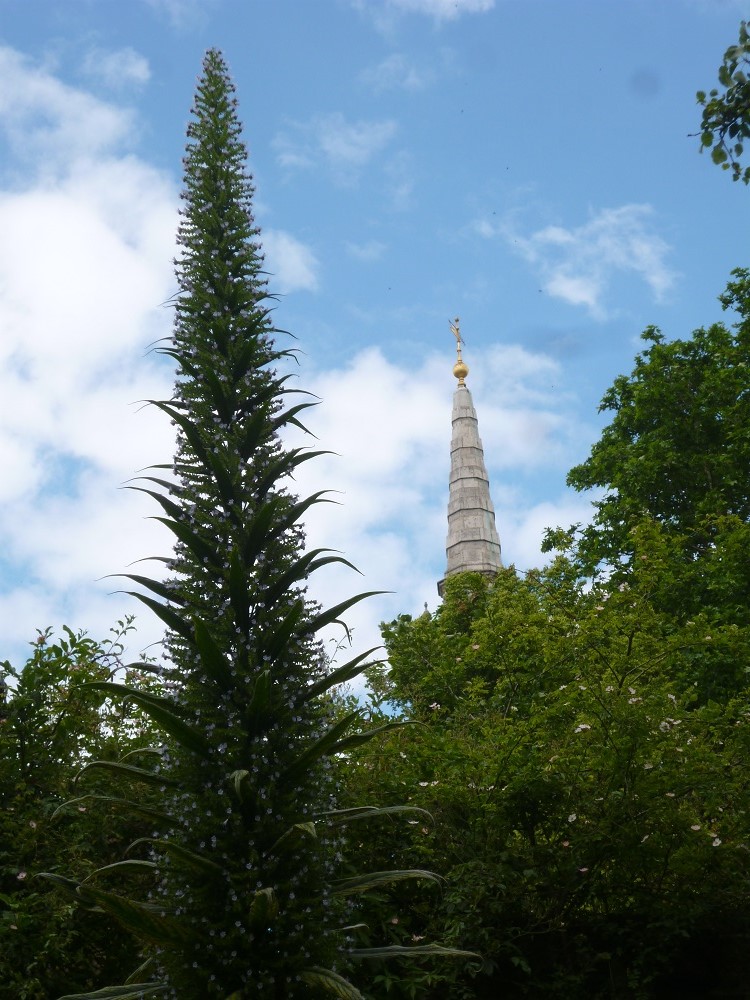 CommunityGdnsLondon (@commgdnslondon) on Twitter photo No 15 in occasional series, Giant Echiums of London, Phoenix Garden
Two massive spires, <a href="/phnxgdn/">The Phoenix Garden</a> <a href="/stgilesfields/">St Giles-in-the-Fields</a> No 15 in occasional series, Giant Echiums of London, Phoenix Garden
Two massive spires, <a href="/phnxgdn/">The Phoenix Garden</a> <a href="/stgilesfields/">St Giles-in-the-Fields</a>