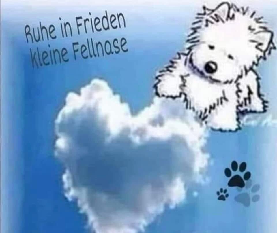HotelzumLamm's tweet photo. Heute vor 3 Monaten hab ich Dich gehen lassen… mein über alles geliebter, bester, treuster Seelenfreund… mein Joy…🌈❤️… #missyou #missmyJoy #denkanDich #twitterrudel #foreverinmyhart #fürimmer #love #endlesslove https://t.co/ZLeU7DPGW5