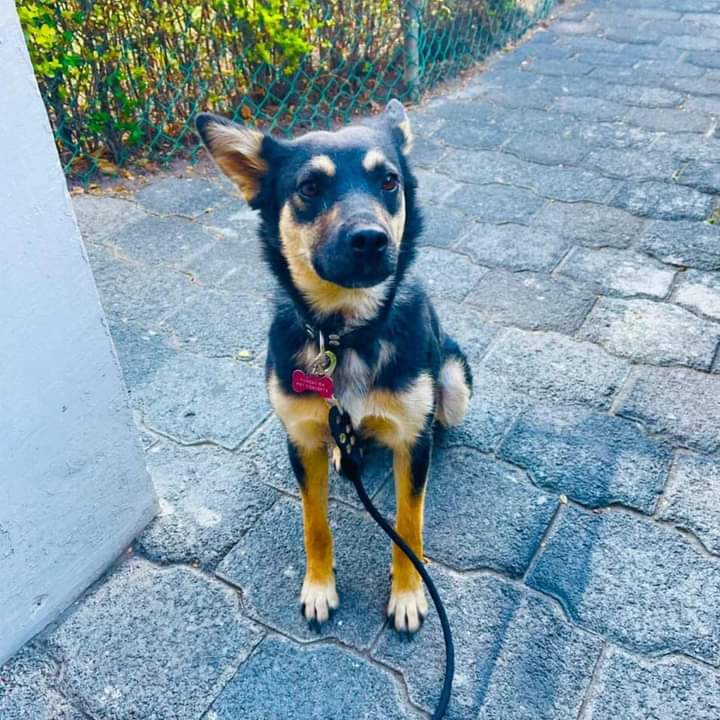 pildorin's tweet photo. Nos ayudan a compartir por favor. Se extravío el día de hoy 25 de mayo 2022 por el deportivo Xochimilco. Se llama Alpha, es muy noble y cariñosa. Si alguien la encuentra por favor resguardala. Sus dueños están muy preocupados. Contacto: 5626449167 con Viridiana. @MascotasSismo https://t.co/87fup4MOCN