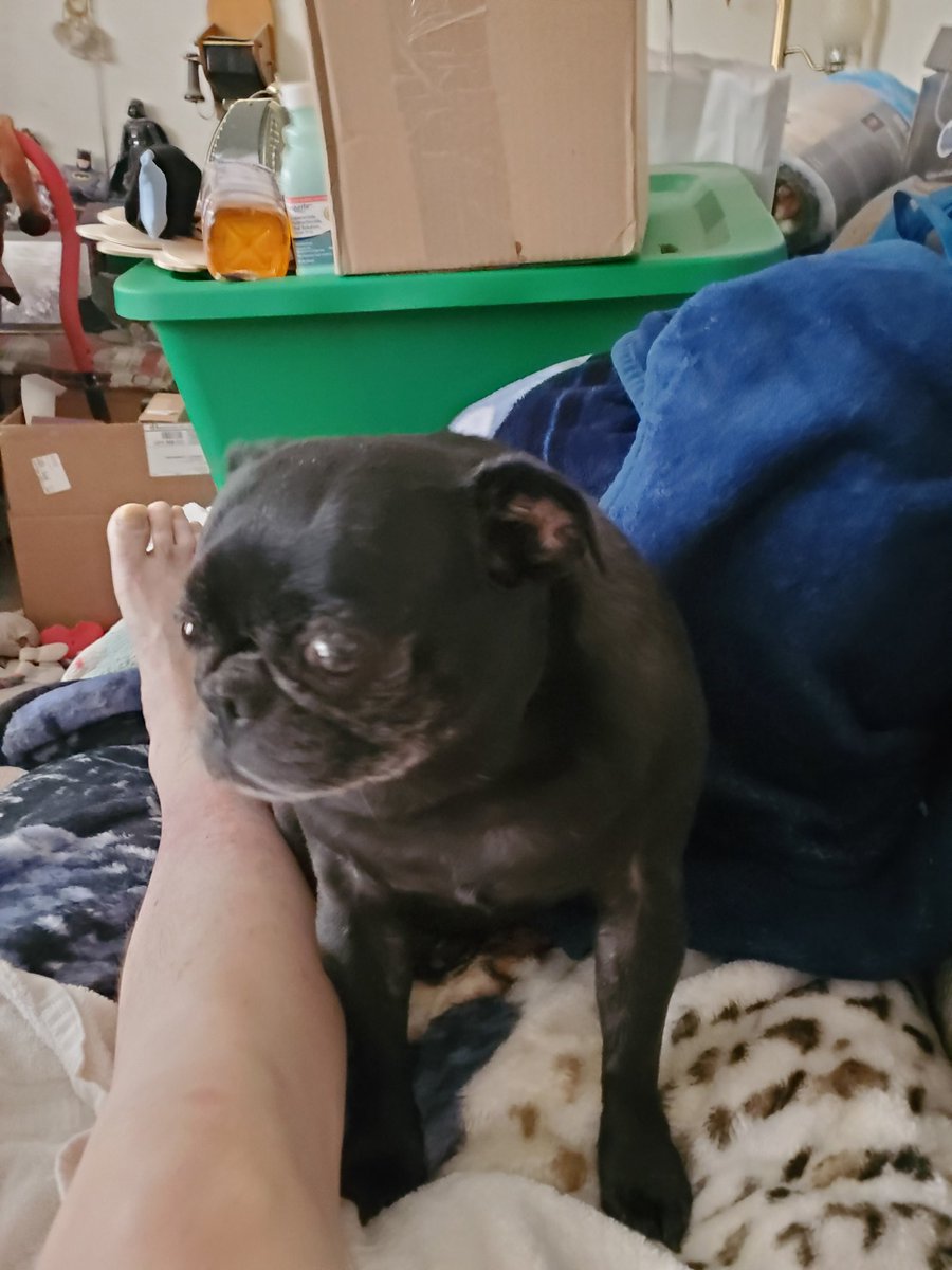 phantombatman's tweet photo. My lily baby has a allergy cough from a pollen or just the dry air. Takes her 5 days to get over the cough. Lets give her some love PugFam! ❤️ 🐾 #Pugshine #PugFam #PugsnKisses https://t.co/JtA9FNHfNZ