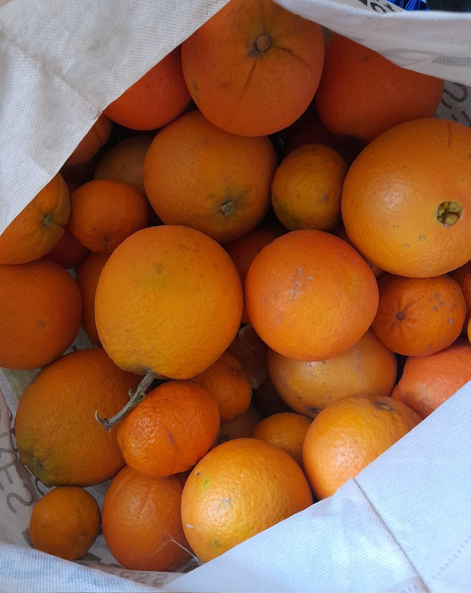 MartiRocco's tweet photo. La naturaleza es tan sabia que te brinda las naranjas/ mandarinas en invierno para que afrontemos el frío llenxs de vitamina C.🙌🌱 https://t.co/88w1m11iiY