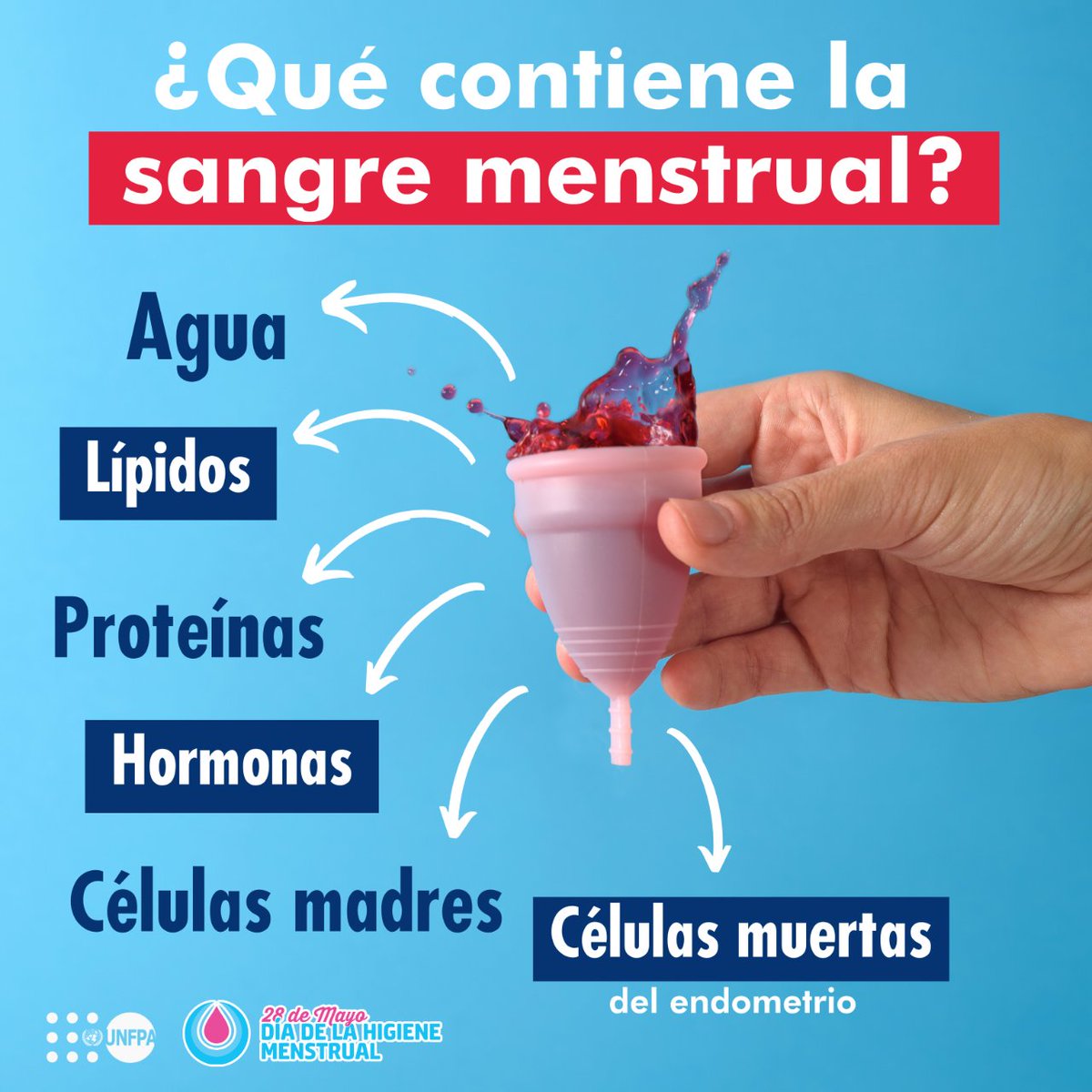 ¿Sabes que contiene la sangre menstrual? 🩸🩸🩸

¡Células Madres! 

Estas son importantes para tratar enfermedades del sistema sanguíneo y autoinmune.

Un estudio indicó que hay más de estas células en la menstruación que en la médula ósea.