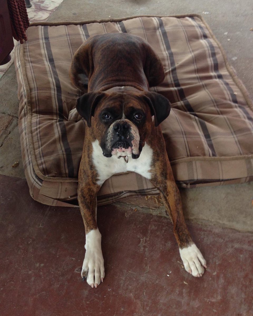 brandon213_'s tweet photo. Rip Tyson. You were the best dog i’ve ever had. I held you soon as you came out of your mom &amp; I knew you were going to be the best from the litter. I’ve never been this hurt losing a 4Leg Fam Member. I’ll love you forever Tyson. https://t.co/LxhVryzoVT