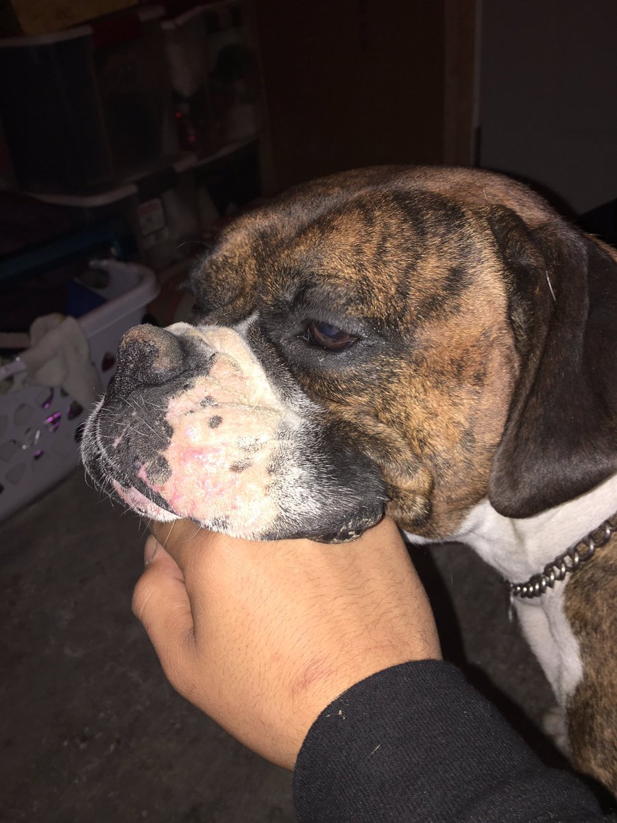 brandon213_'s tweet photo. Rip Tyson. You were the best dog i’ve ever had. I held you soon as you came out of your mom &amp; I knew you were going to be the best from the litter. I’ve never been this hurt losing a 4Leg Fam Member. I’ll love you forever Tyson. https://t.co/LxhVryzoVT