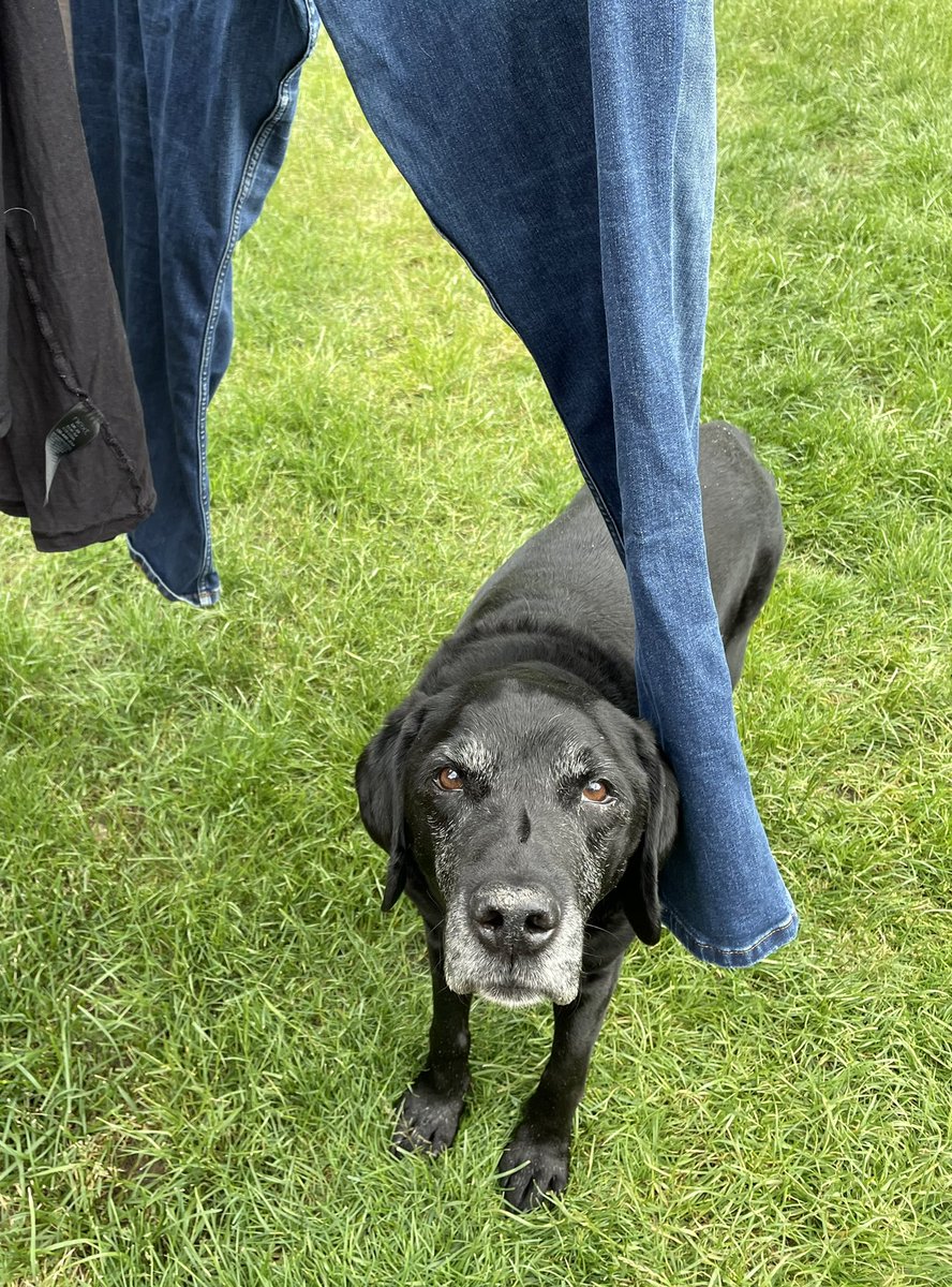 You can’t hide behind the washing line with your milkshake human. I know you’re there &amp; you *will* share it with me! 👀🥤😋