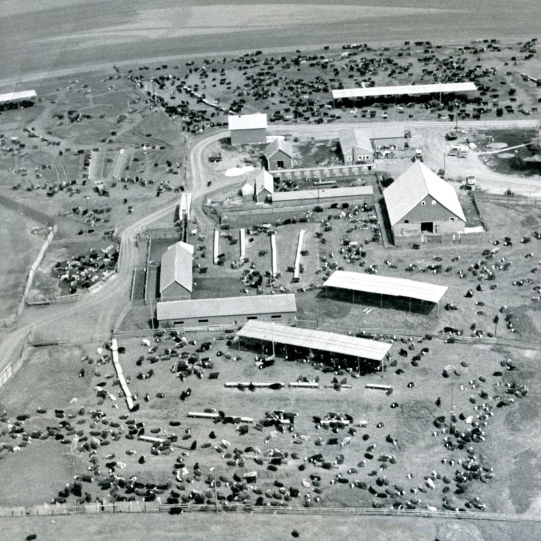 Happy National Hamburger Day! Here is a photograph in our collection of the Christensen Cattle Farm!

#cattle #MyShelbyCoMuseum #hamburgers #Iowa #farming #cows