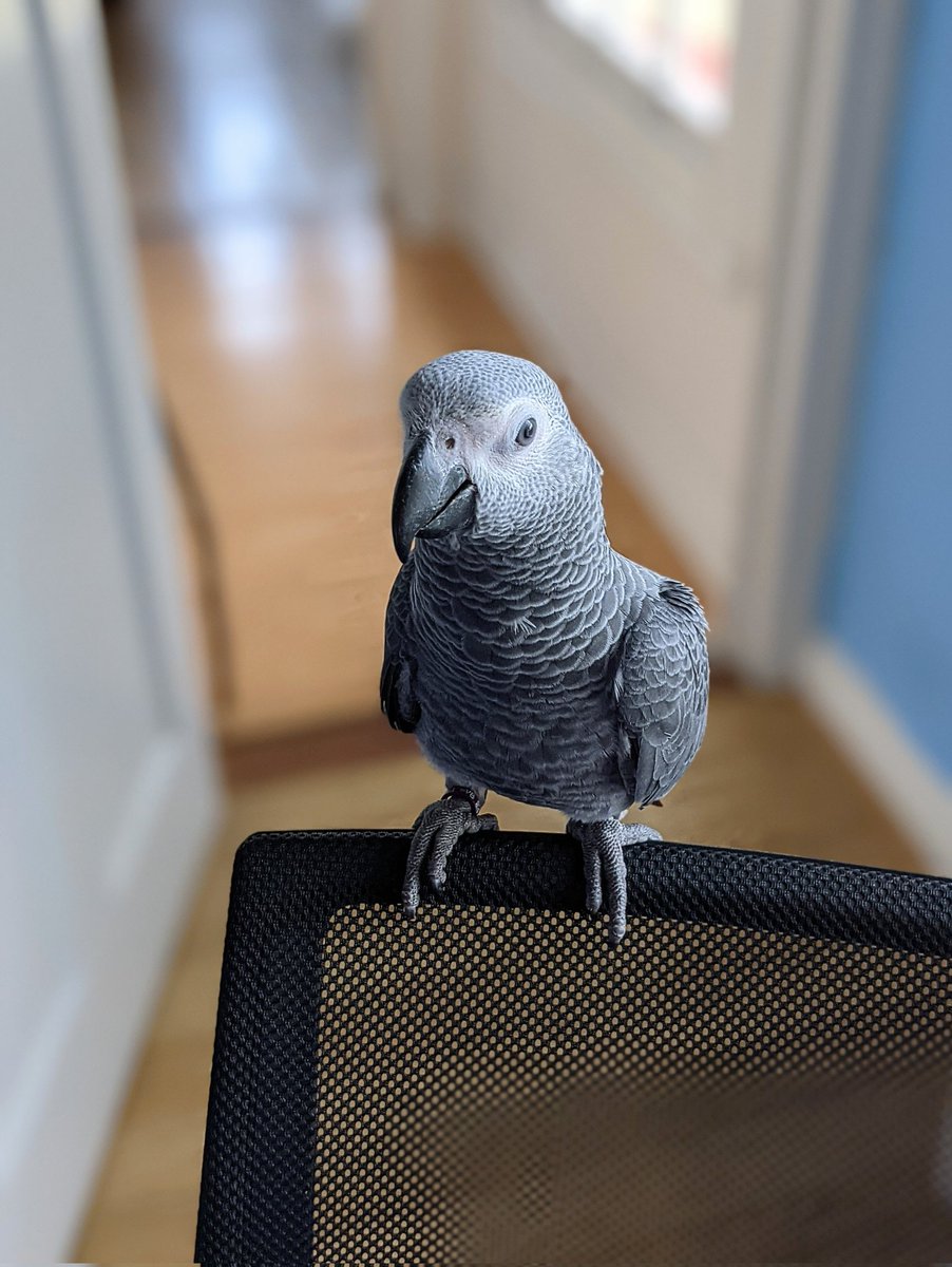 Riku is taking a break to think about what mischief he can get into next 🤔

#cutepetshots #animalpic #animalsphotography #adorableanimals #parrotsoftwitter