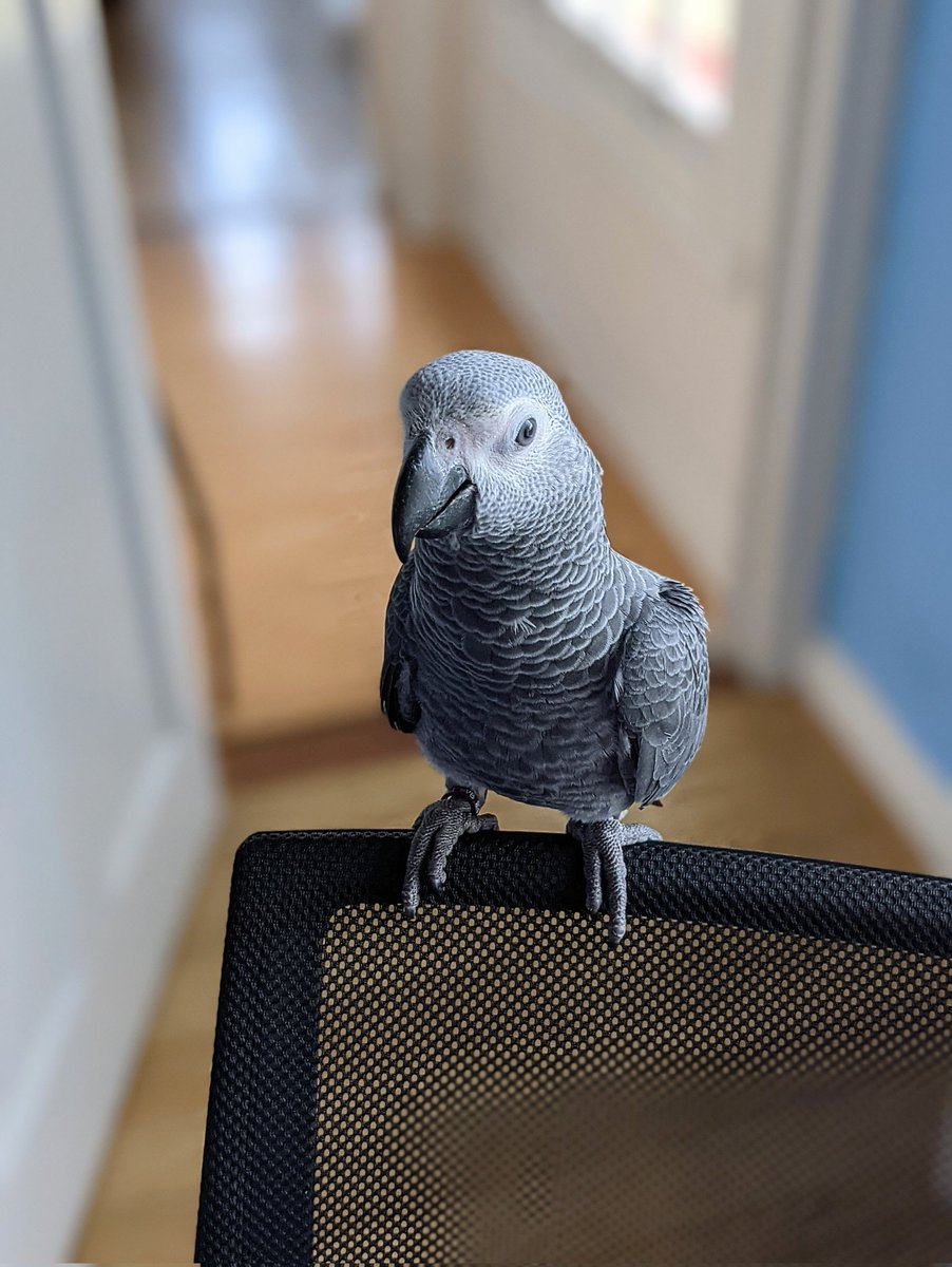 Riku_The_Parrot's tweet photo. Riku is taking a break to think about what mischief he can get into next ๐ค
#cutepetshots #animalpic #animalsphotography #adorableanimals #parrotsoftwitter https://t.co/TJKX4ECD8Y
