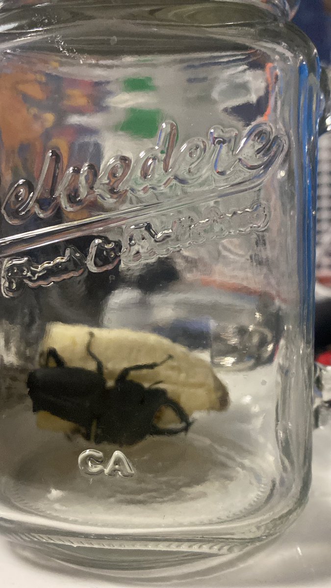 coldromanceboi's tweet photo. 今部屋真っ暗で寝ててんけど、
なんか微かな物音して、
電気つけてみたら目の前50cm先に、クワガタムシおった。
飼うことにした。 https://t.co/vgJB5t2BqH