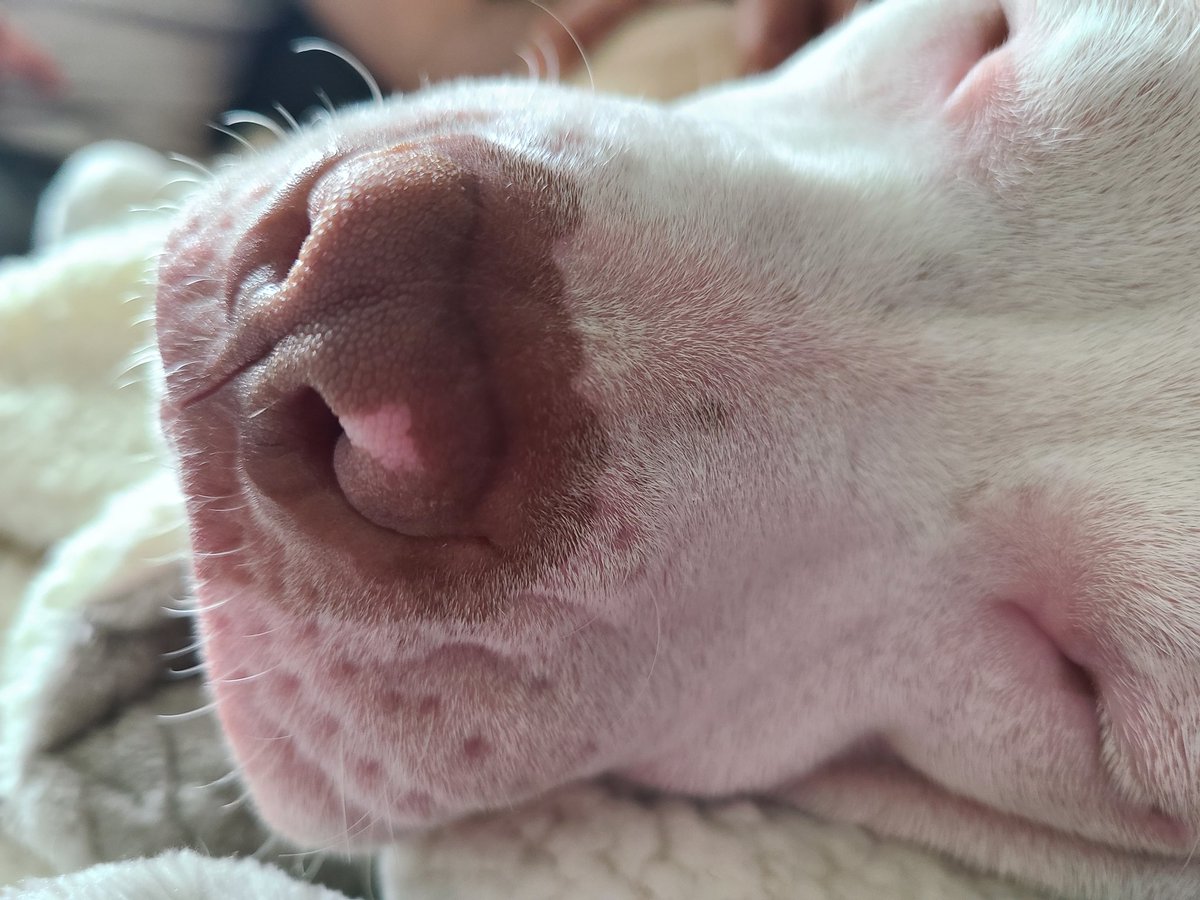 bl0nde_bandit's tweet photo. Boop the snoot 🧡 https://t.co/n2NGi9dqoA