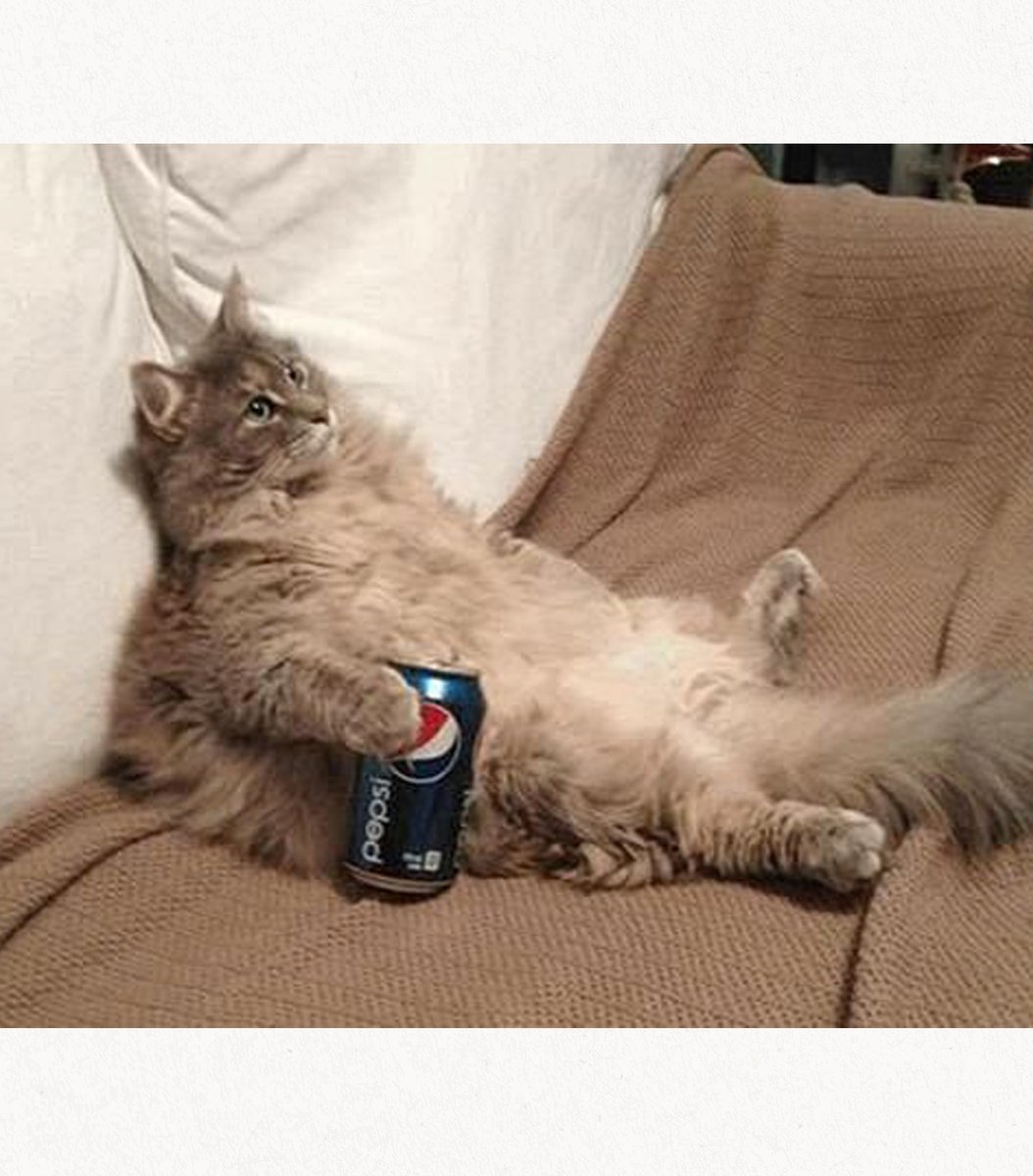 gentleeeeeeecat's tweet image. 📺