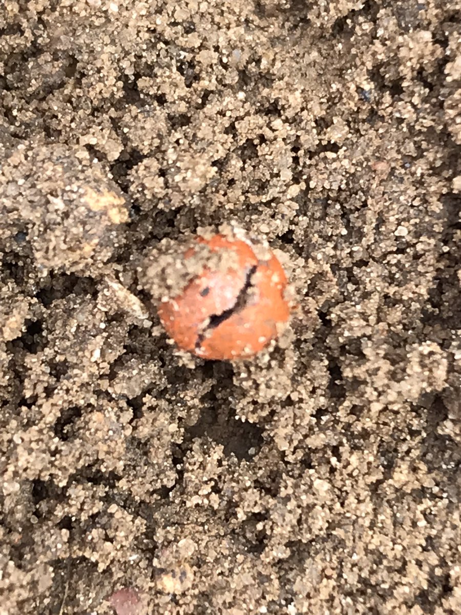 JimScarratt's tweet photo. Seed, cotylydon, plant, peacocks 🦚 wtf 😬, all taken on the same day - today! #beet22 @BritishSugar @NFUSugar https://t.co/HVSHZP99D1