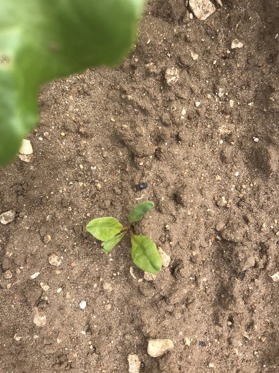JimScarratt's tweet photo. Seed, cotylydon, plant, peacocks 🦚 wtf 😬, all taken on the same day - today! #beet22 @BritishSugar @NFUSugar https://t.co/HVSHZP99D1