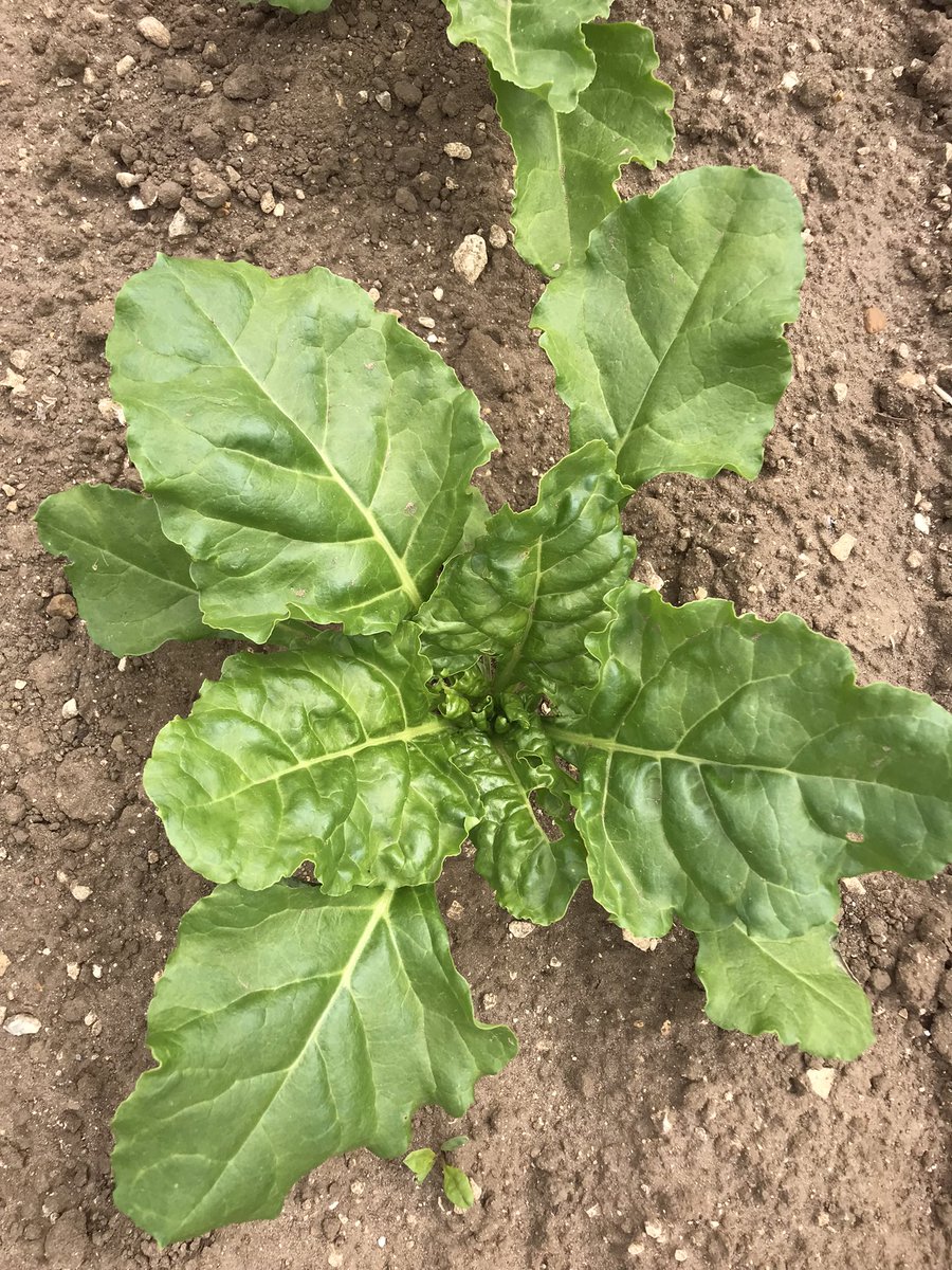 JimScarratt's tweet photo. Seed, cotylydon, plant, peacocks 🦚 wtf 😬, all taken on the same day - today! #beet22 @BritishSugar @NFUSugar https://t.co/HVSHZP99D1