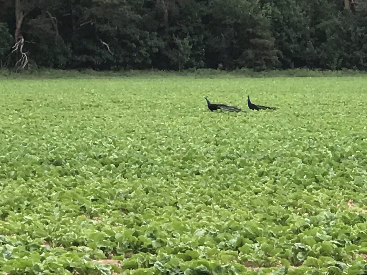 JimScarratt's tweet photo. Seed, cotylydon, plant, peacocks 🦚 wtf 😬, all taken on the same day - today! #beet22 @BritishSugar @NFUSugar https://t.co/HVSHZP99D1
