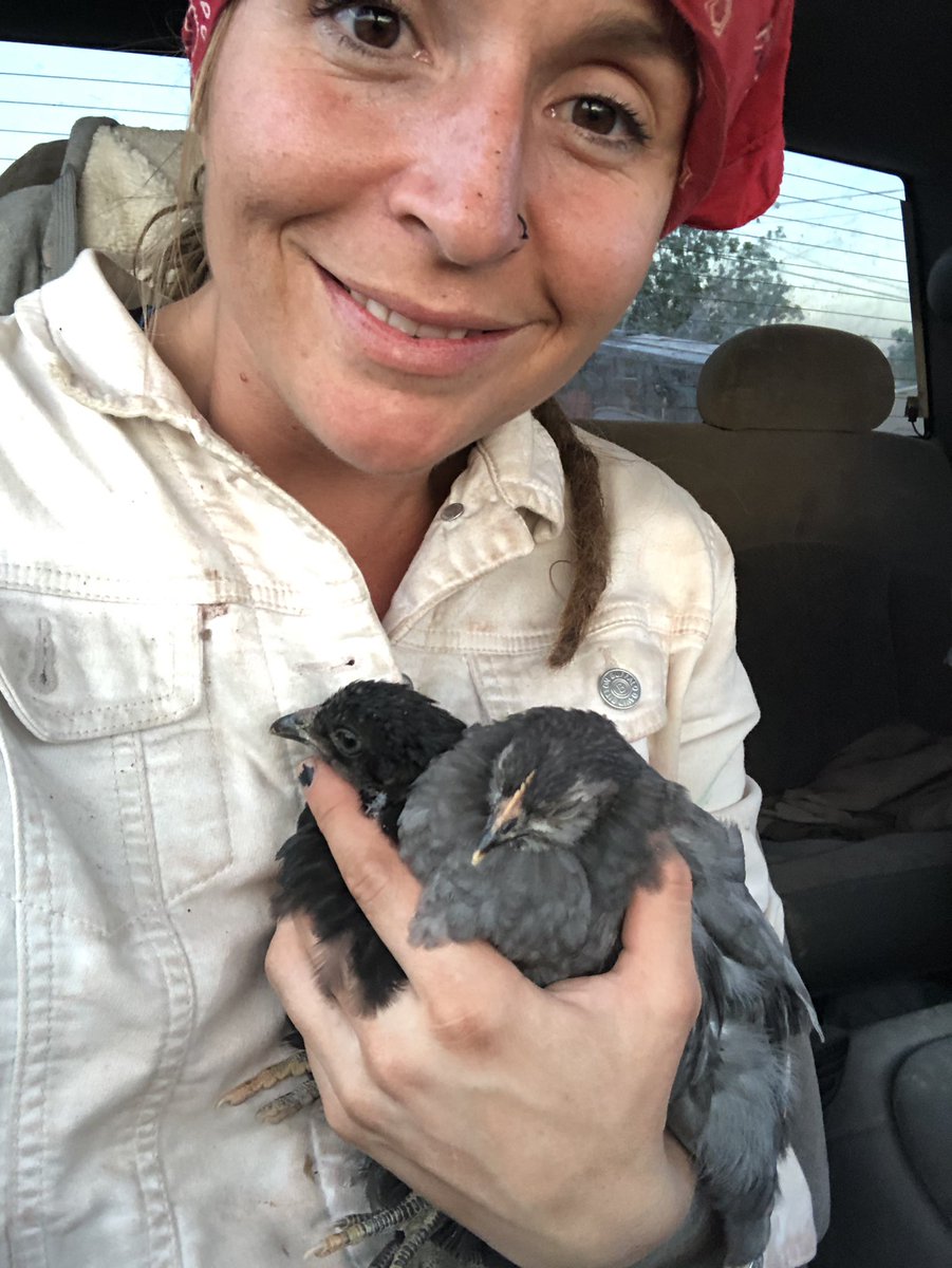 Bridge2Awakenin's tweet photo. We worked on a stone wall for 11 hours yesterday and then found these two runaways  in the middle of the road on our way home for the night. Quote cred:https://t.co/gDvJLzrPFN #tweet #bridge2awakening #b2a#babychickens #chickies https://t.co/yuEe3jAekv