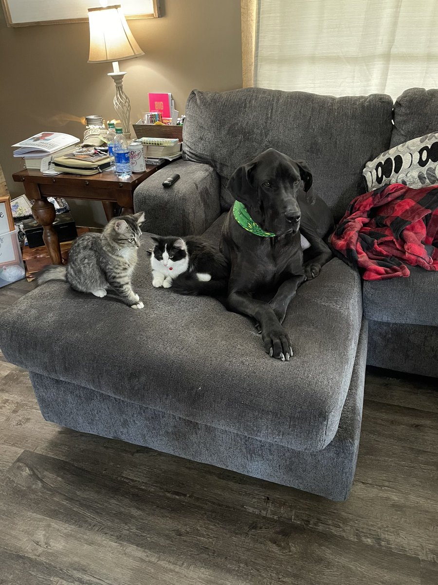 CrazyCatMom74's tweet photo. Heartbroken 💔 Our Great Dane River passed away today , Our home will not be the same without him , He loved our cats they were best friends #RIP #Rest In Peace https://t.co/tgCMQp0Jrq