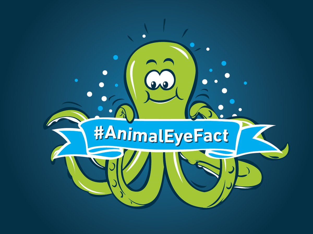 #DYK Octopus eyes do not have a blind spot? They evolved separately from vertebrate eyes, an example of convergent evolution. #AnimalEyeFact #Octopus