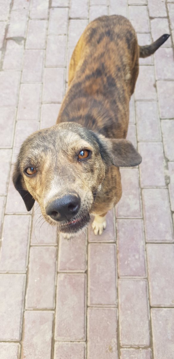 Our beautiful Lexi is all our ready to travel to Canada to find herself a forever home. She’s an absolute delight to be around and is so full of life. Sadly she will never find a home in Pakistan as she’s not a desired breed. So if you think you can offer her a home, please DM 🇨🇦