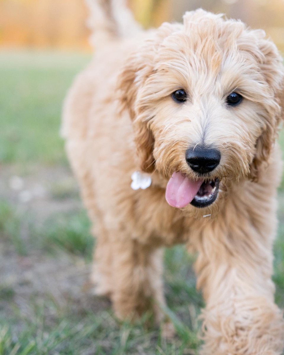 Couple of good boys and girls for your Saturday 💛