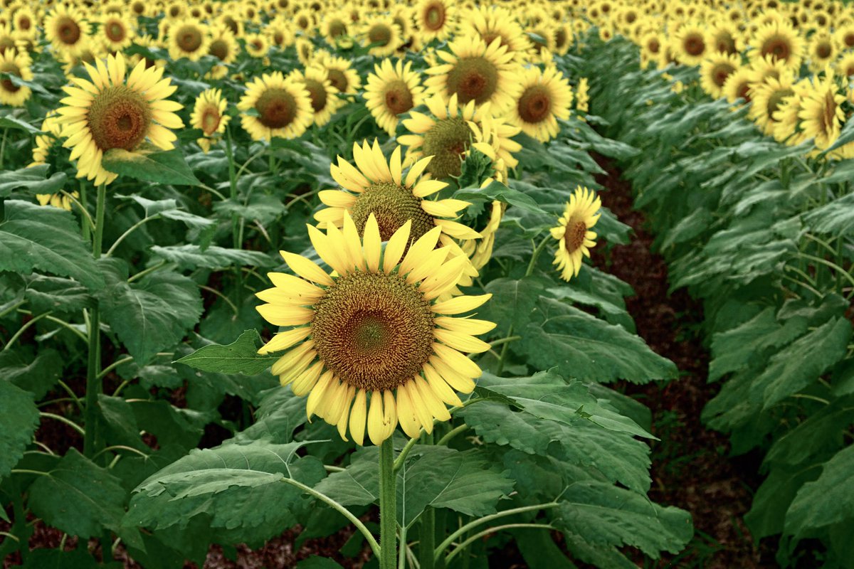 sunflowers make the world a better place