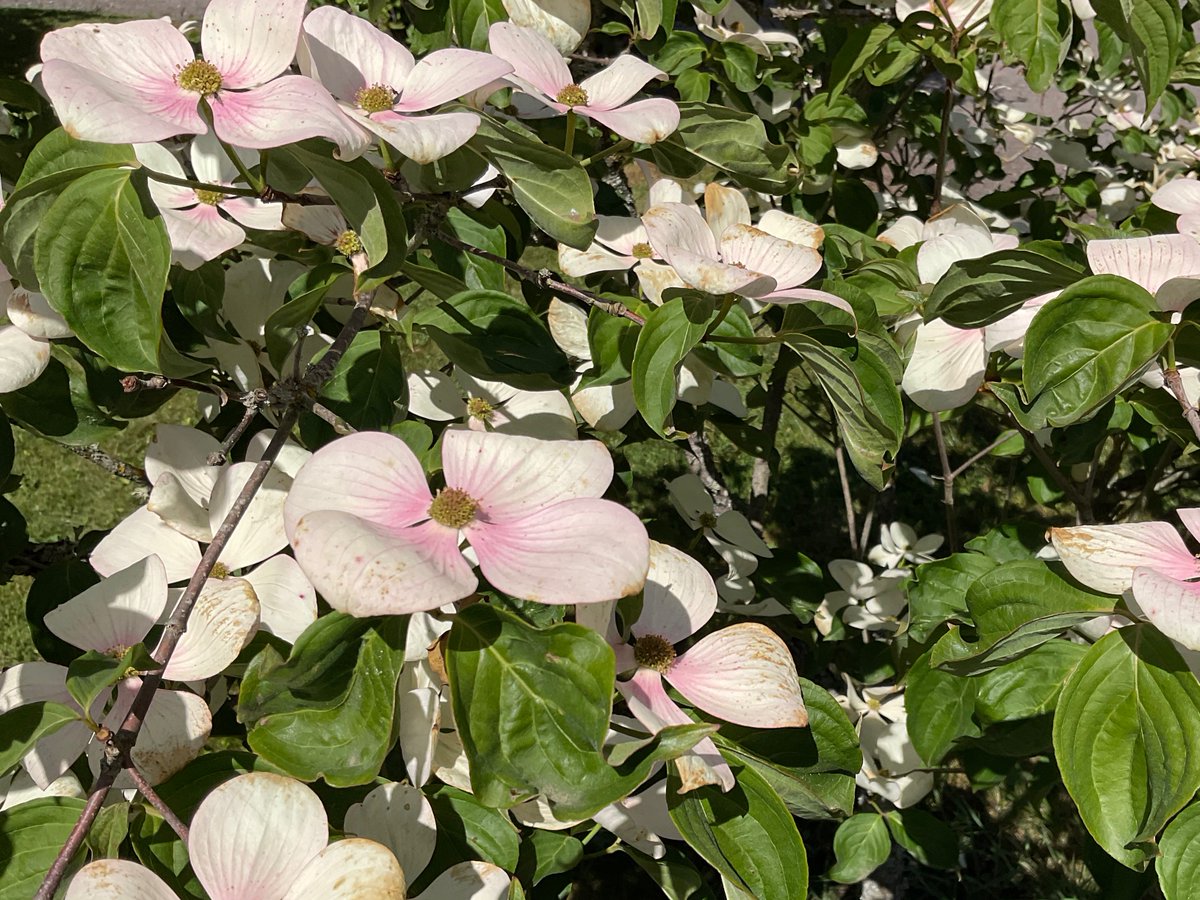 En un jardin presque sauvage