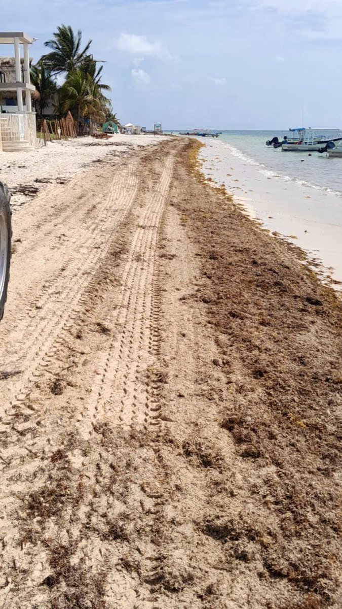 Ayto. Puerto Morelos tweet media