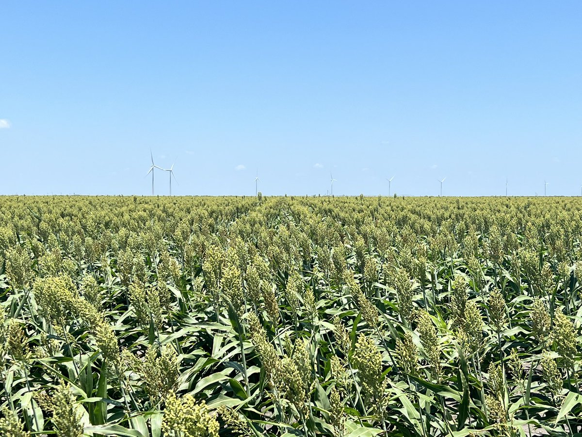 Just takes one good rain <a href="/waynetim/">Wayne Cleveland</a>