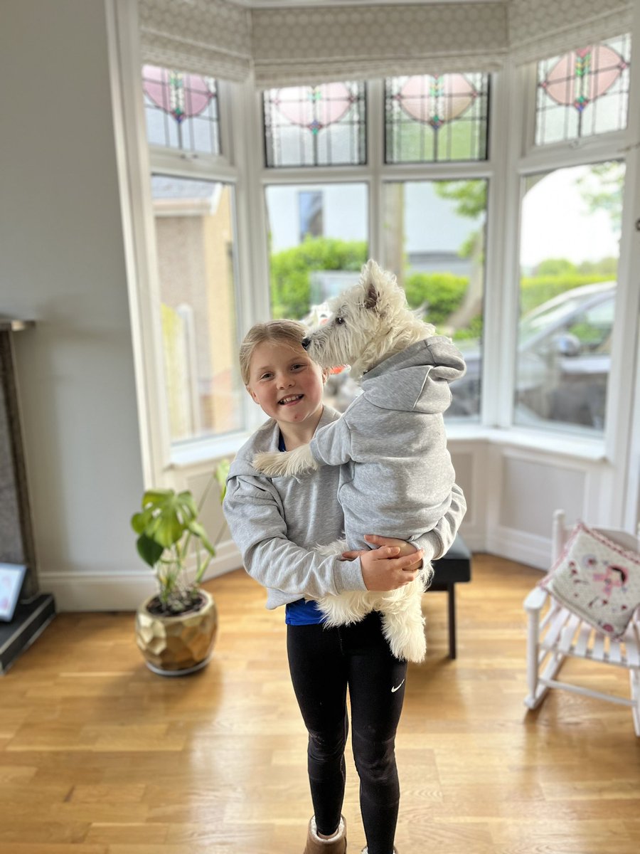 Patsyatclon's tweet photo. @English_MrsD Teddy our lockdown westie is, without doubt, the best thing to happen to us in the last couple of years. He brings so much joy and love every single day.  A wee bit of casting but easy dealt with. https://t.co/Is3P5buC2c
