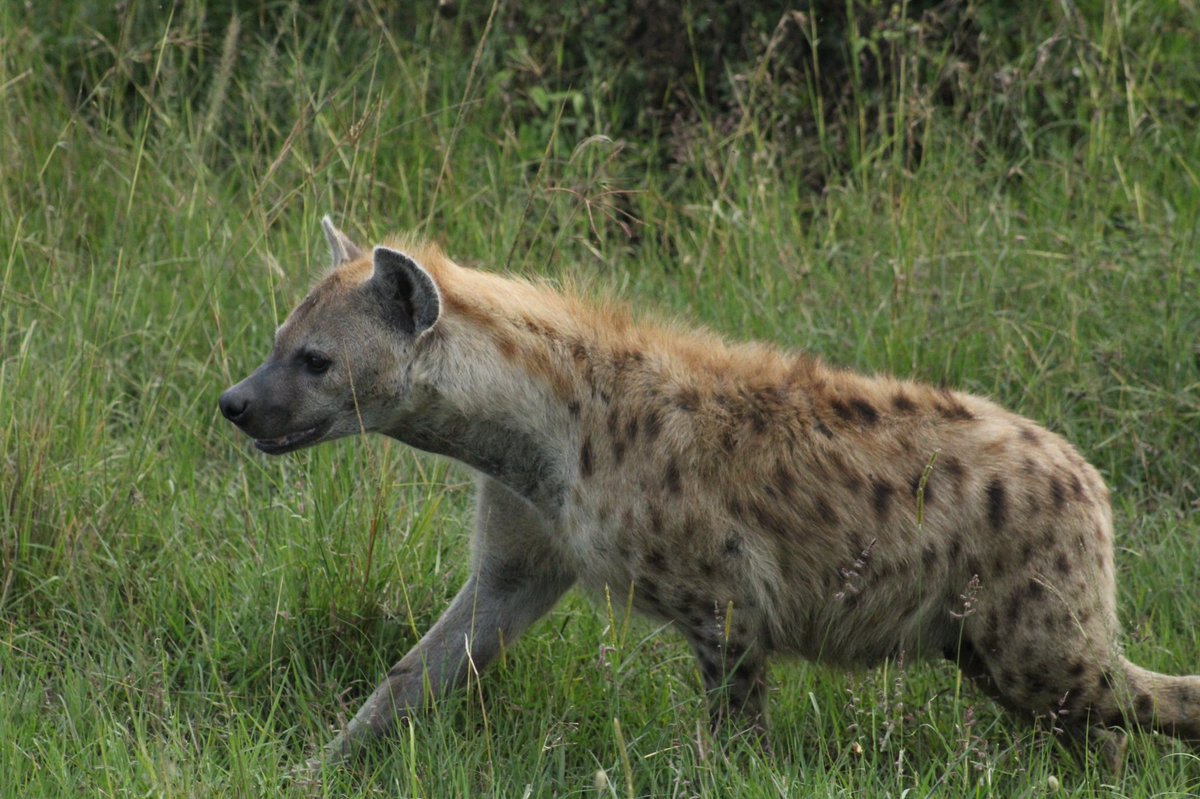 BEAMStudyAbroad's tweet photo. Today we witnessed many interactions/behaviors between spotted hyenas. One of which included submissiveness of a sub-adult female in the presence of her mother. Unlike other animals, submissiveness is exhibited when their teeth are shown off in a “snarl” and their ears are back. https://t.co/AbkuOdIbH7