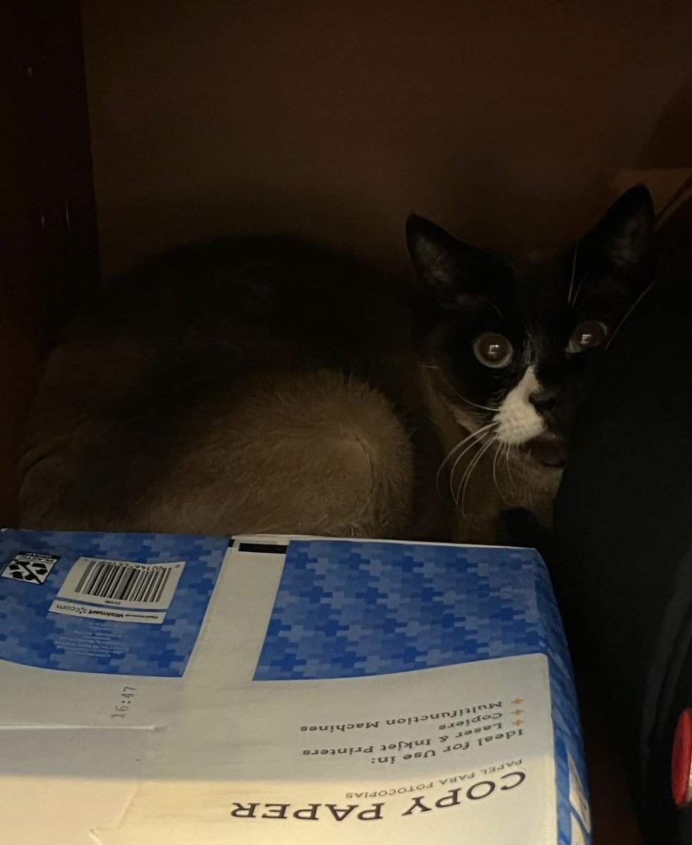 PurrfectPauseCC's tweet photo. Cotton and Patches getting comfy. Cotton is hiding like Mickey. He’s a bit shy, but he’s exploring different spaces 😸
#catcafe #purrfectpause #pausewithpaws #perfectpaws #cats #adoptdontshop #boulder #colorado #shoplocal #bouldercolorado #localbusiness #catsoftwitter https://t.co/13hGMt6vcM