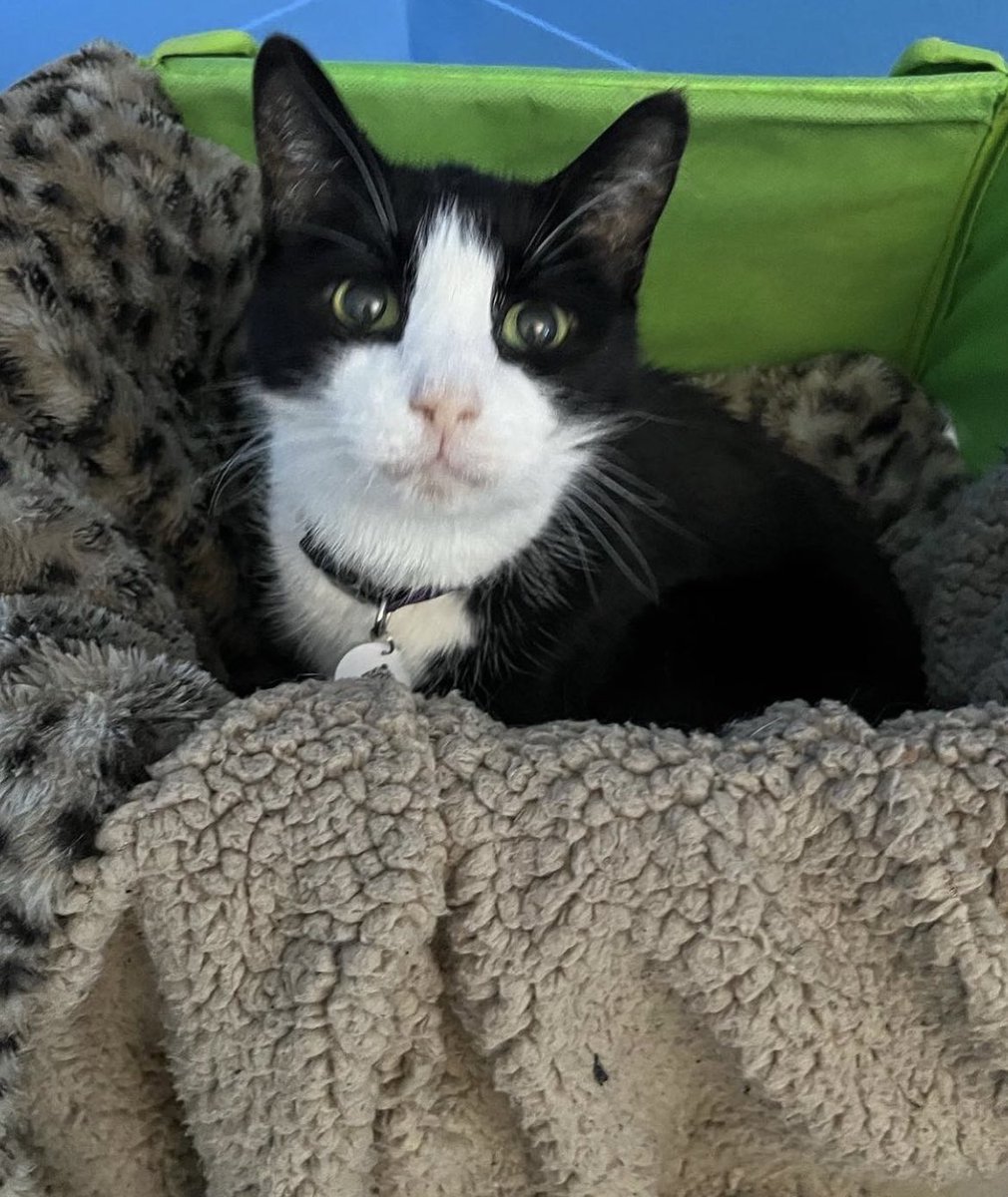 PurrfectPauseCC's tweet photo. Cotton and Patches getting comfy. Cotton is hiding like Mickey. He’s a bit shy, but he’s exploring different spaces 😸
#catcafe #purrfectpause #pausewithpaws #perfectpaws #cats #adoptdontshop #boulder #colorado #shoplocal #bouldercolorado #localbusiness #catsoftwitter https://t.co/13hGMt6vcM