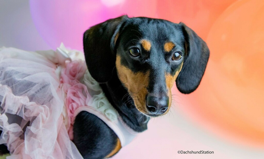 💖Gretta 1st Birthday Photoshoot. 💖⁣
.⁣
.⁣
#ilovemydogsomuch #sheisthebest #myworld⁣
#dogsofinstagram #dogsstyle #doggosbeingdoggos #doggosofinstagram #mydogs #happydogs #dachshundsofinstagram #dachshundappreciation #doxieworld #doxielover #puppyb… instagr.am/p/CeHLDCKrboE/