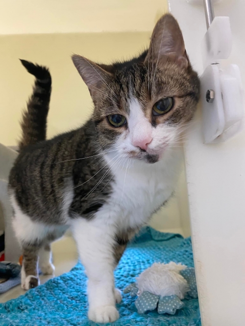 Sweet natured Tiny hasn't had much luck in finding a home yet but she isn't giving up!  She has a lot of love to give in return for a warm cosy spot in a loving home. 
More about Tiny and how to adopt on our website:
bathcatsanddogshome.org.uk/.../cats/tiny/…